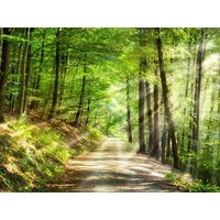 2 Tage Hallo, Schwarzwald! in Bad Herrenalb, Baden-Württemberg inkl. Frühstück Unkategorisiert online kaufen