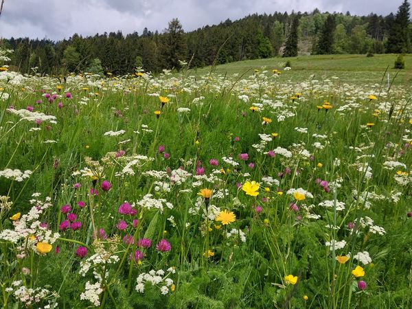 2 Tage Lebküchlerweg Spezial in Todtmoos, Baden-Württemberg inkl. Halbpension Unkategorisiert online kaufen