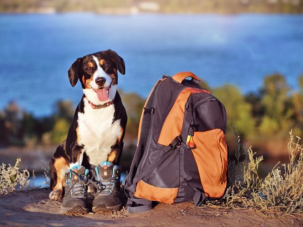 2 Tage Nordschwarzwald auf 4 Pfoten in Achern, Baden-Württemberg inkl. Frühstück Unkategorisiert online kaufen