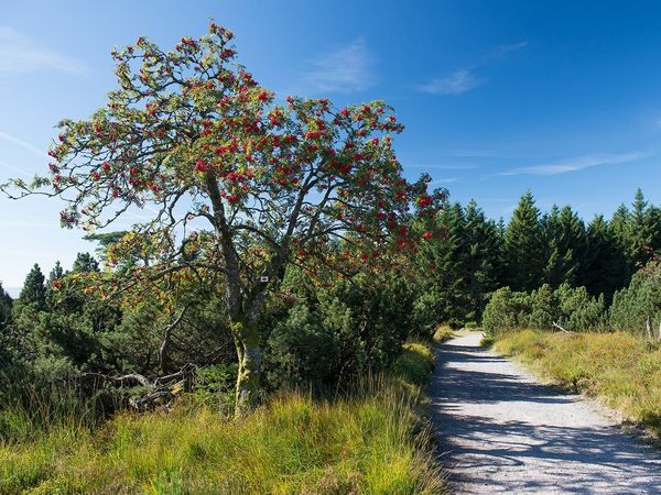 3 entspannte Tage im Schwarzwald mit Frühstück in Baiersbronn, Baden-Württemberg inkl. Frühstück Unkategorisiert online kaufen