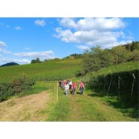 3 Tage Wandern: Weinberge und Schwarzwaldlandschaften in Staufen, Baden-Württemberg inkl. Frühstück Unkategorisiert online kaufen
