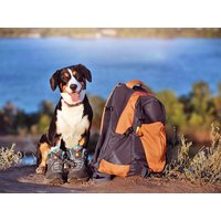 3 Tage Wuff und Weg - Nach Offenburg: das Tor zum Schwarzwald, Baden-Württemberg inkl. Frühstück Unkategorisiert online kaufen 3 Tage Wuff und Weg - Nach Offenburg: das Tor zum Schwarzwald, Baden-Württemberg inkl. Frühstück Unkategorisiert online kaufen