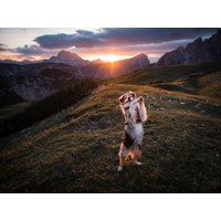 4 Tage Wuff und Weg - Nach Offenburg: das Tor zum Schwarzwald, Baden-Württemberg inkl. Frühstück Unkategorisiert online kaufen
