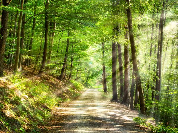 6 Tage Schwarzwald-Detox-Woche in Loßburg, Baden-Württemberg inkl. Halbpension Unkategorisiert online kaufen 6 Tage Schwarzwald-Detox-Woche in Loßburg, Baden-Württemberg inkl. Halbpension Unkategorisiert online kaufen