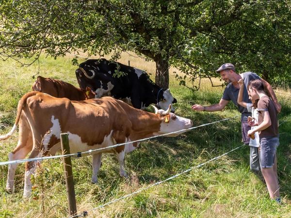 Aktiv im Dreisamtal - 7 Tage inkl. Lunchpaket in Oberried, Baden-Württemberg inkl. Halbpension Unkategorisiert online kaufen