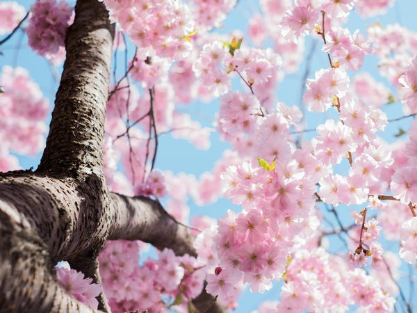 Frühling-Schwarzwald-Naturkosmetik in Bad Herrenalb, Baden-Württemberg inkl. Frühstück Unkategorisiert online kaufen