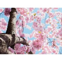 Frühling-Schwarzwald-Naturkosmetik in Bad Herrenalb, Baden-Württemberg inkl. Frühstück Unkategorisiert online kaufen