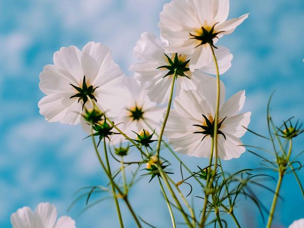Hello Spring in Freudenstadt, Baden-Württemberg inkl. Frühstück Unkategorisiert online kaufen