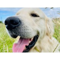 Schwarzwaldidylle für Mensch und Hund | 4 Tage in Hüfingen OT Fürstenberg, Baden-Württemberg inkl. Frühstück Unkategorisiert online kaufen