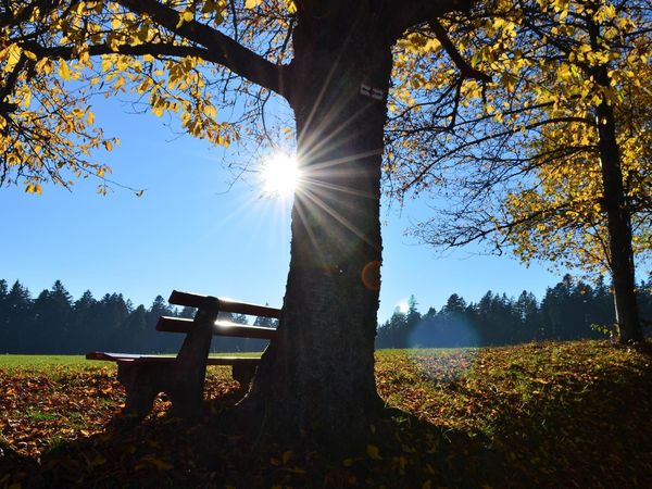 Verwöhnpaket - 5 Tage im Schwarzwald inkl. Abendmenü in Loßburg, Baden-Württemberg inkl. Halbpension Unkategorisiert online kaufen Verwöhnpaket - 5 Tage im Schwarzwald inkl. Abendmenü in Loßburg, Baden-Württemberg inkl. Halbpension Unkategorisiert online kaufen